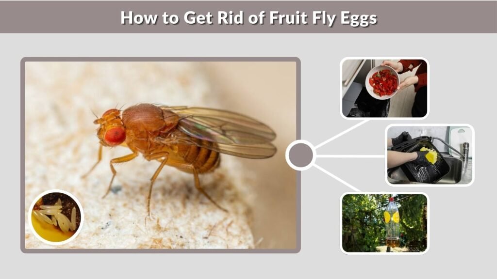 How to Get Rid of Fruit Fly Eggs