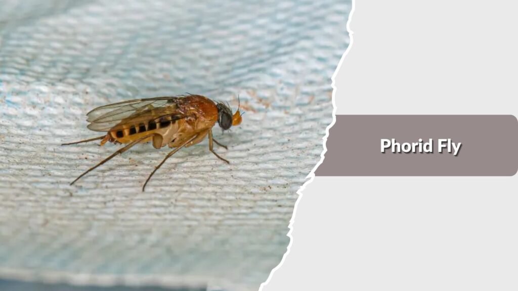  Phorid Fly