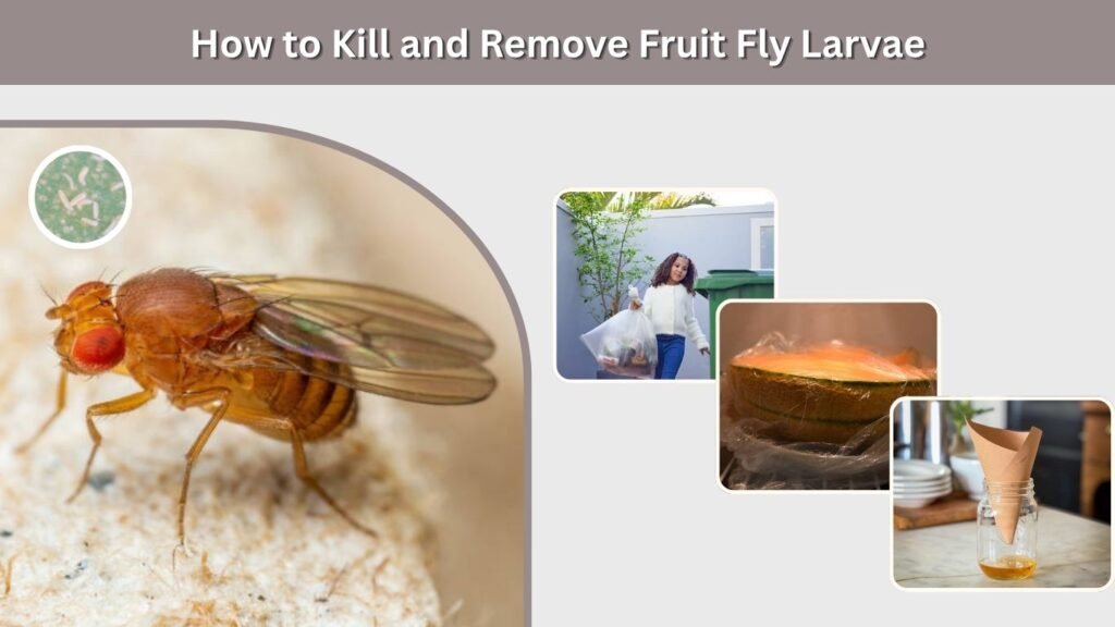 How to Kill and Remove Fruit Fly Larvae