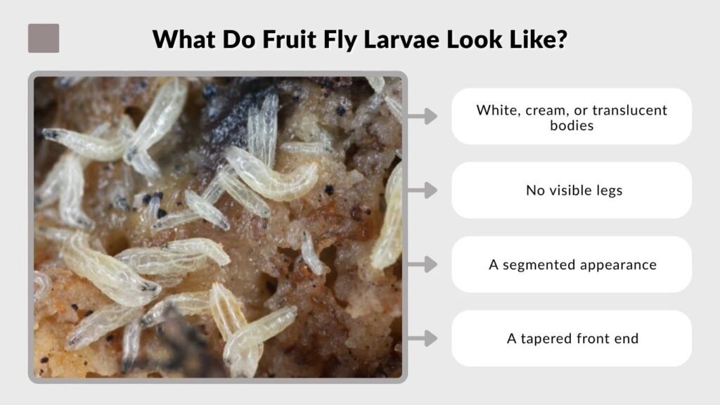 What Do Fruit Fly Larvae Look Like?
