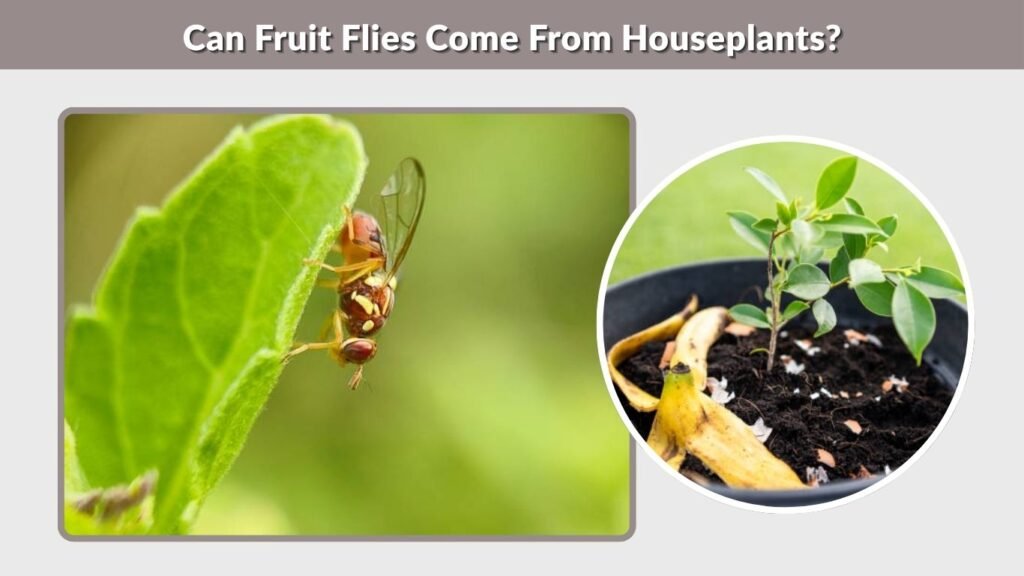 Can Fruit Flies Come From Houseplants?