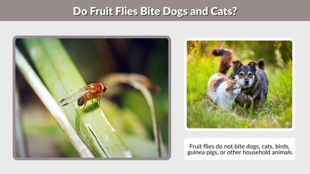 Do Fruit Flies Bite Dogs and Cats?