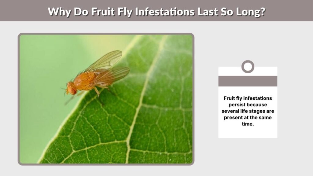 Why Do Fruit Fly Infestations Last So Long?
