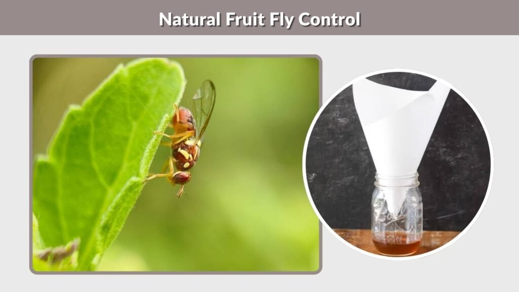 Natural Fruit Fly Control