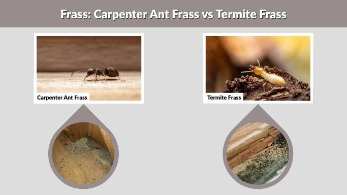 Frass: Carpenter Ant Frass vs Termite Frass