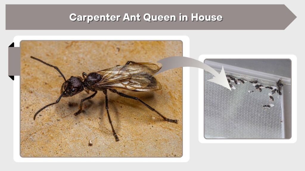 Carpenter Ant Queen in House