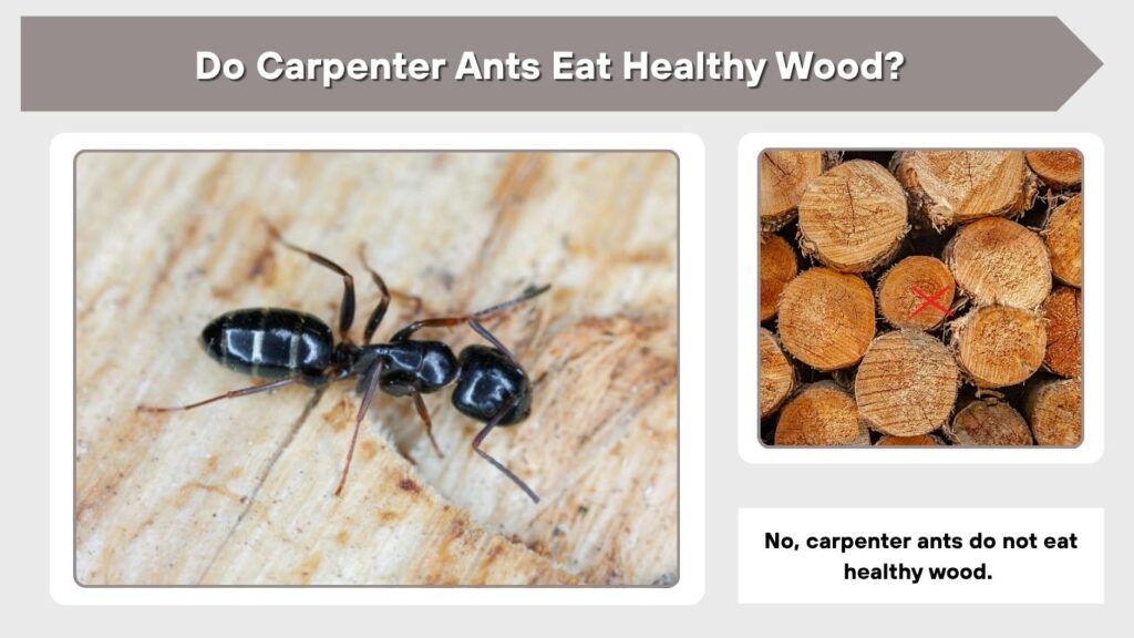Do Carpenter Ants Eat Healthy Wood?
