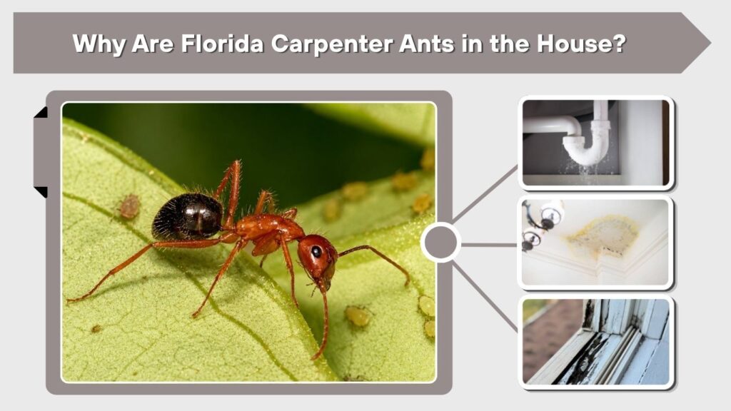 Why Are Florida Carpenter Ants in the House?