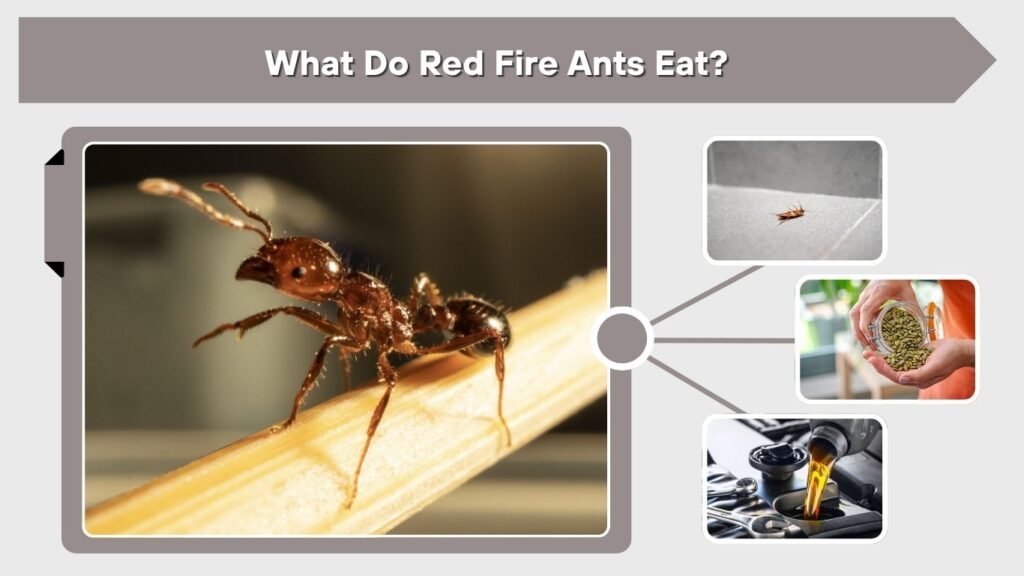 What Do Red Fire Ants Eat?