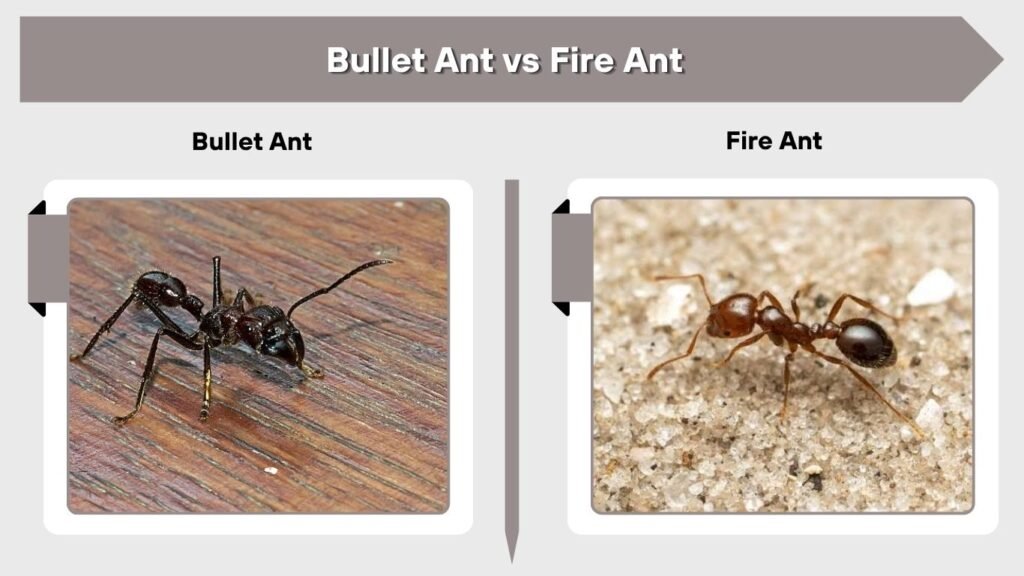 Bullet Ant vs Fire Ant