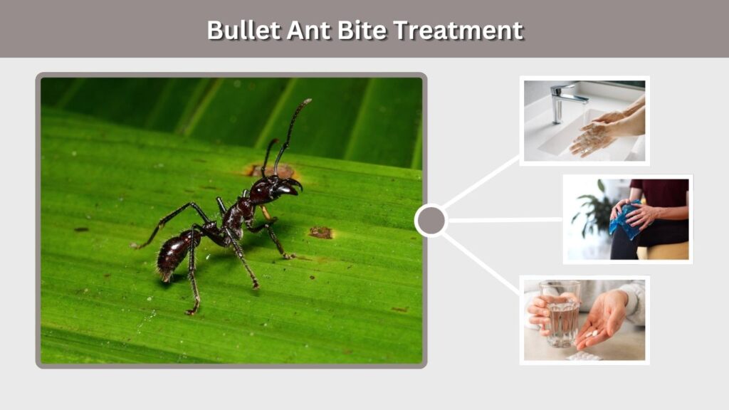 Bullet Ant Bite Treatment