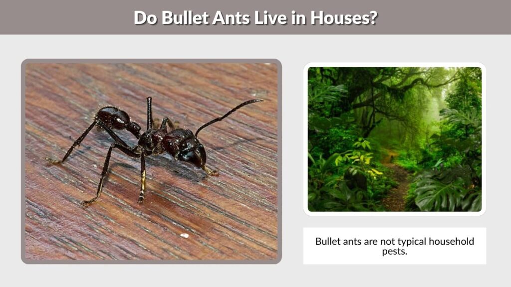 Do Bullet Ants Live in Houses?
