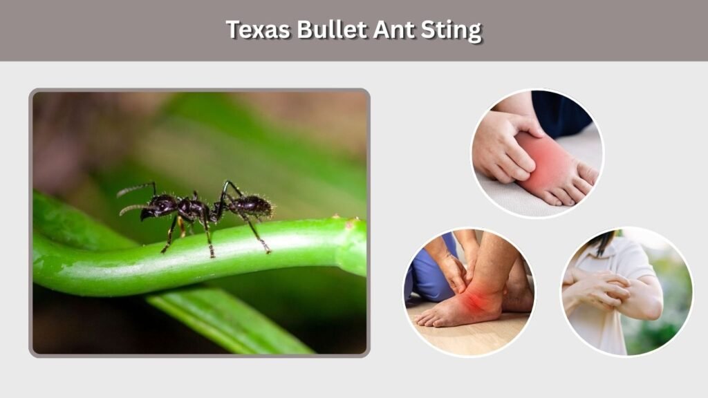 Texas Bullet Ant Sting