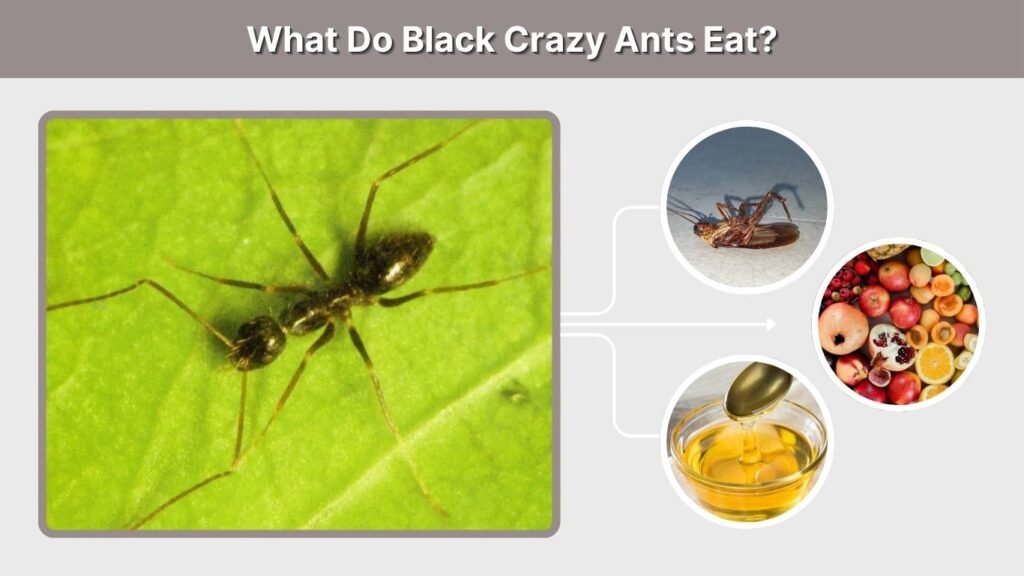 What Do Black Crazy Ants Eat?