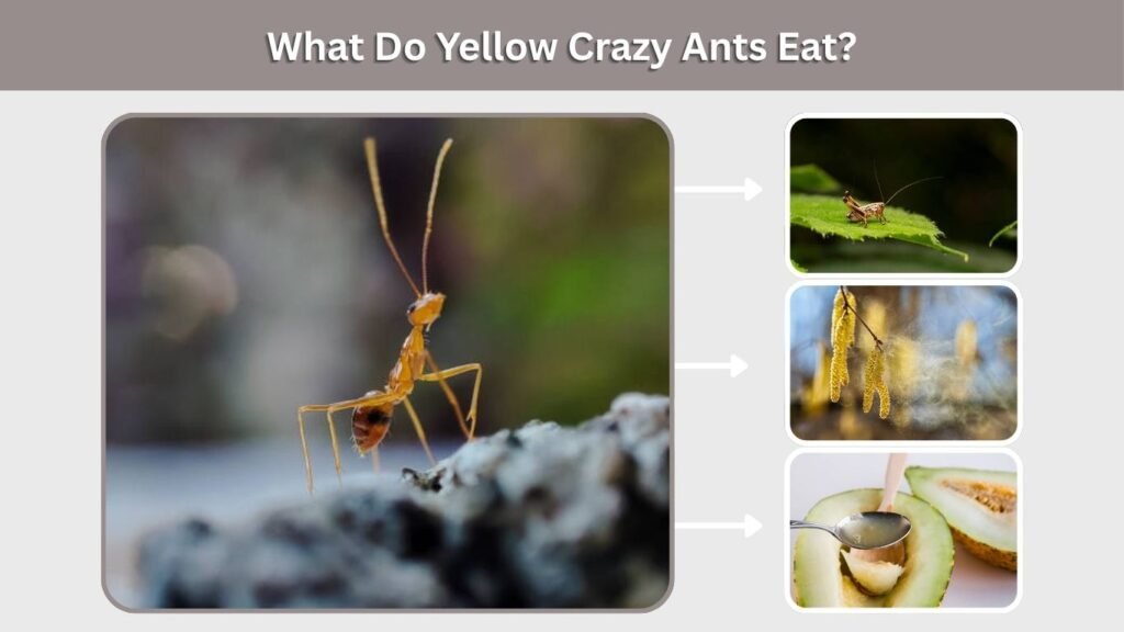 What Do Yellow Crazy Ants Eat?
