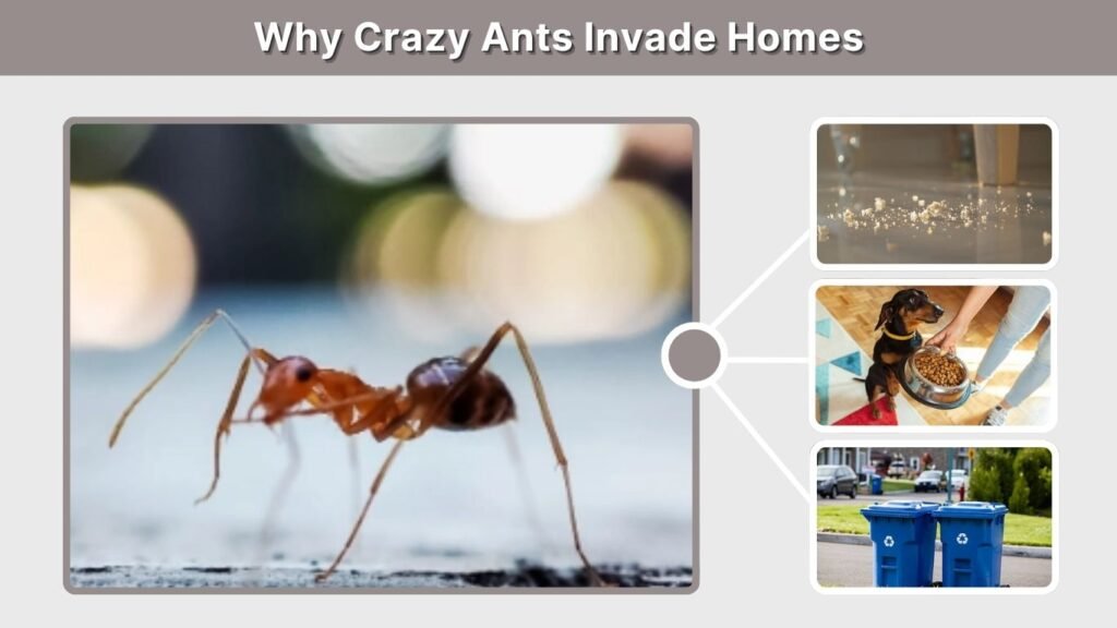 Why Crazy Ants Invade Homes