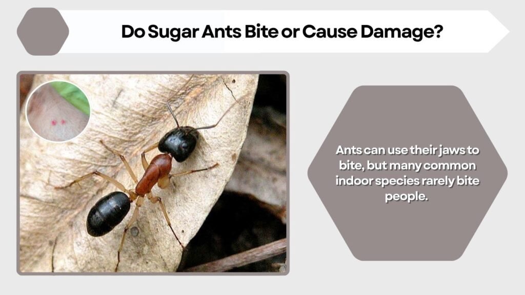 Do Sugar Ants Bite or Cause Damage?