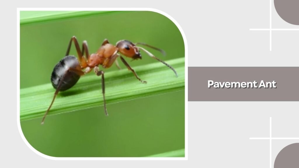Pavement Ant