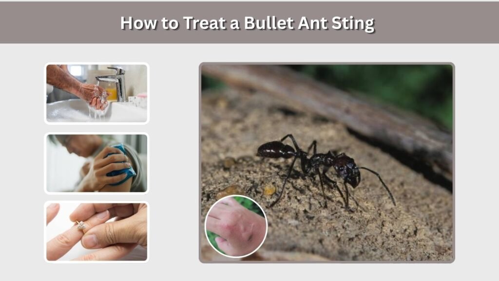 How to Treat a Bullet Ant Sting