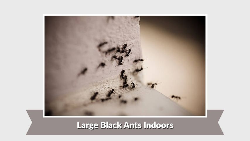 Large Black Ants Indoors