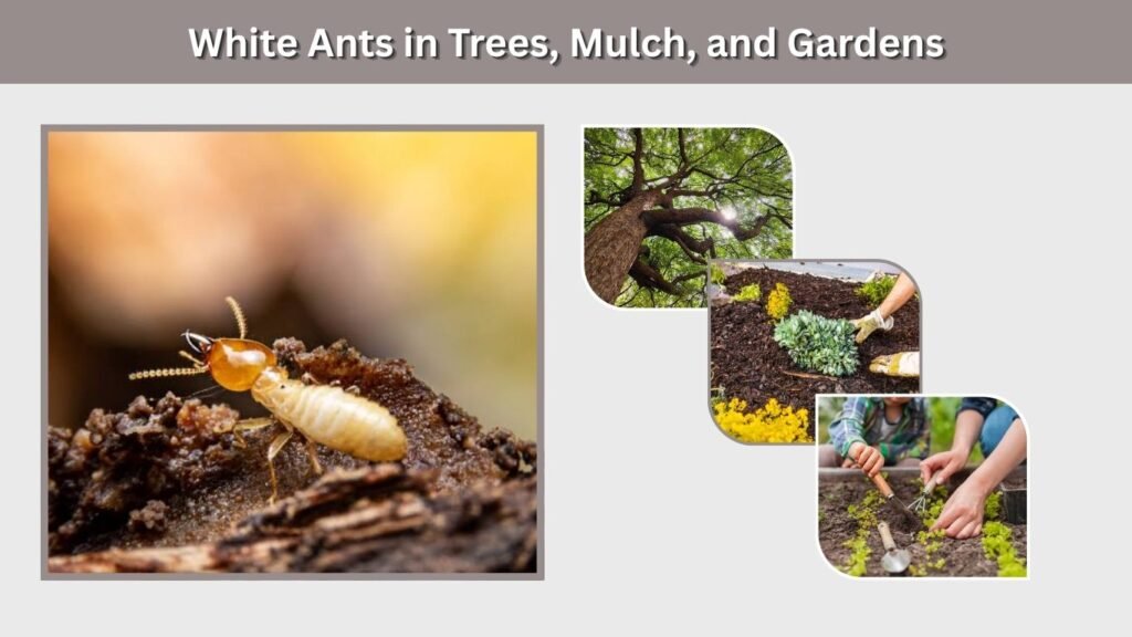 White Ants in Trees, Mulch, and Gardens