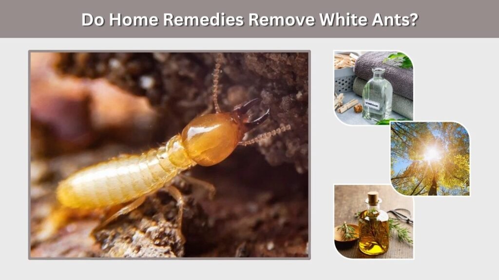 Do Home Remedies Remove White Ants?