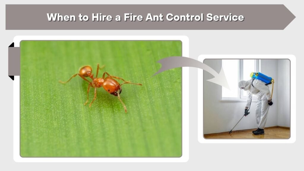 When to Hire a Fire Ant Control Service