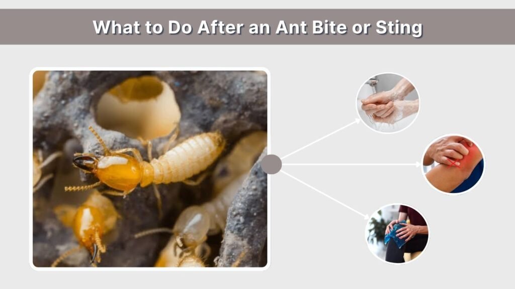 What to Do After an Ant Bite or Sting