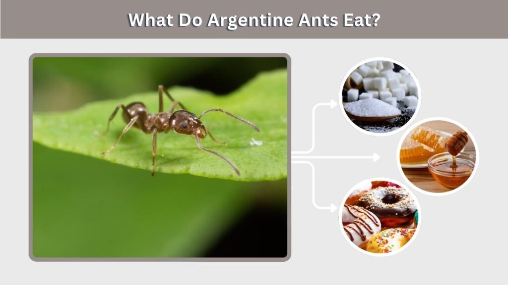 What Do Argentine Ants Eat?