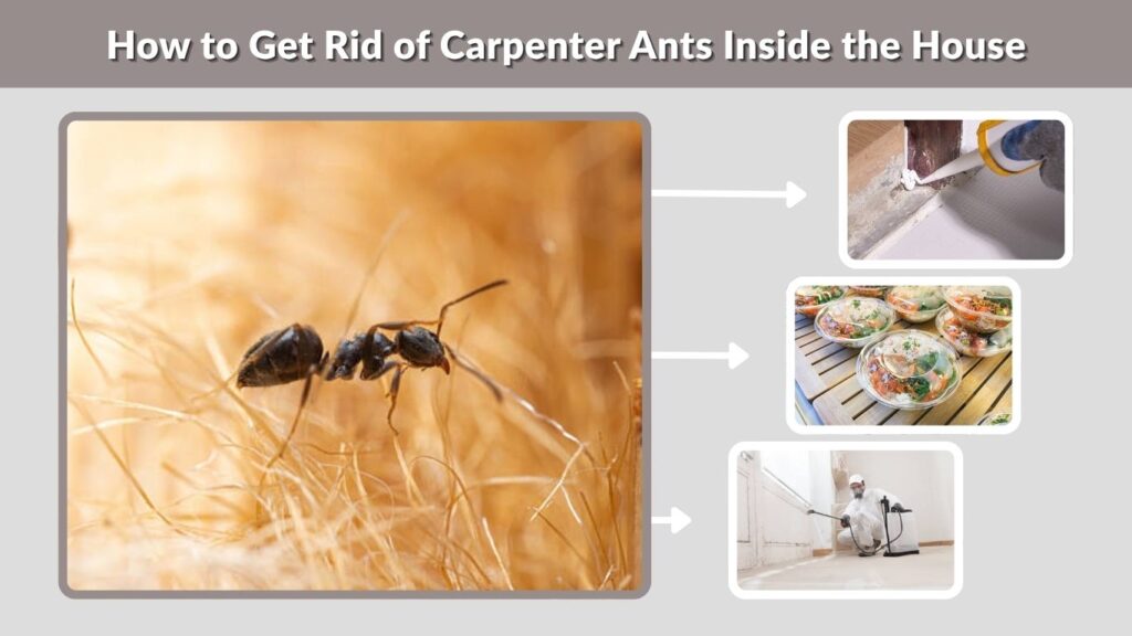 How to Get Rid of Carpenter Ants Inside the House