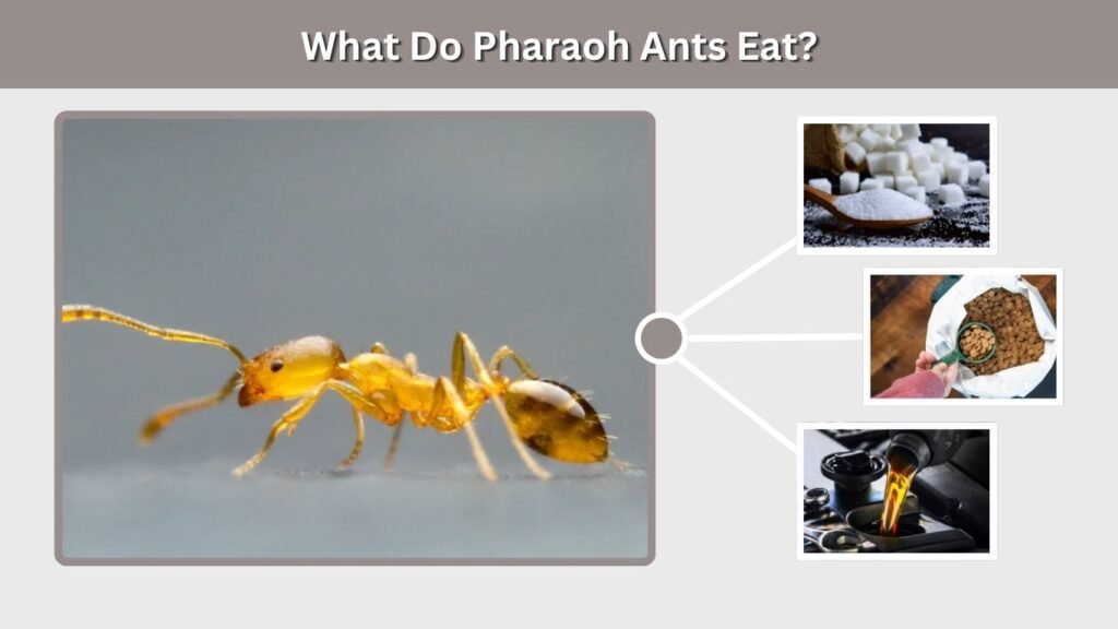 What Do Pharaoh Ants Eat?
