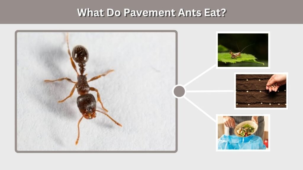 What Do Pavement Ants Eat?
