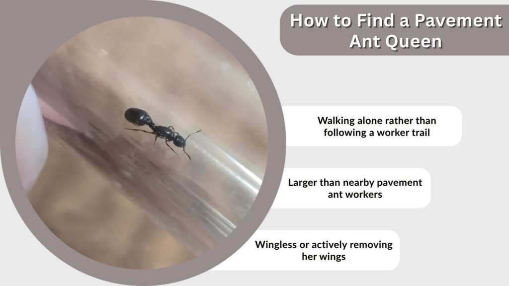 How to Find a Pavement Ant Queen