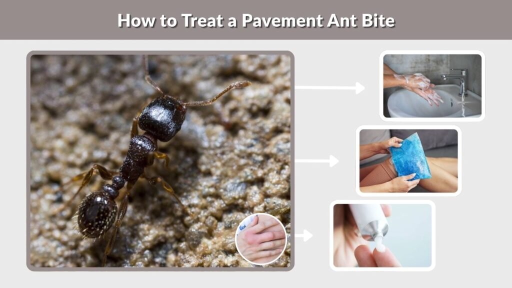 How to Treat a Pavement Ant Bite