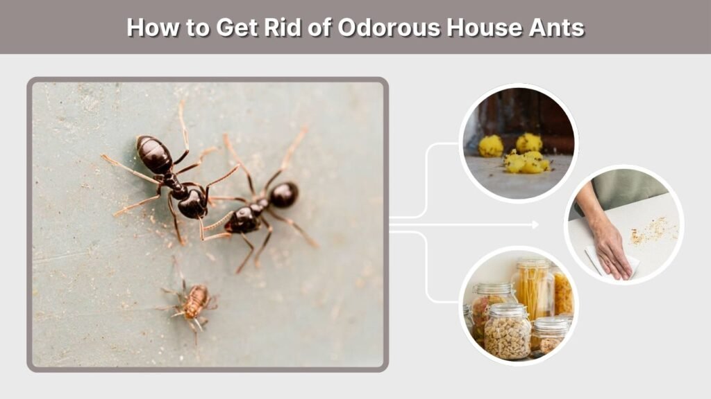 How to Get Rid of Odorous House Ants