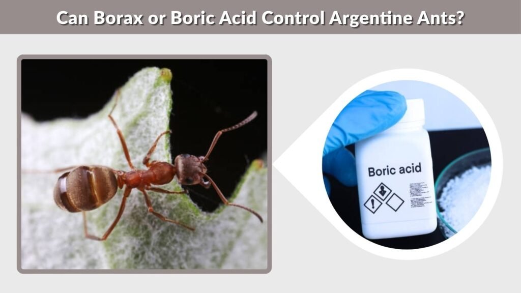 Can Borax or Boric Acid Control Argentine Ants?
