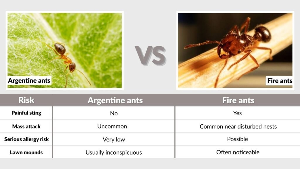 Which Ant Is More Dangerous?