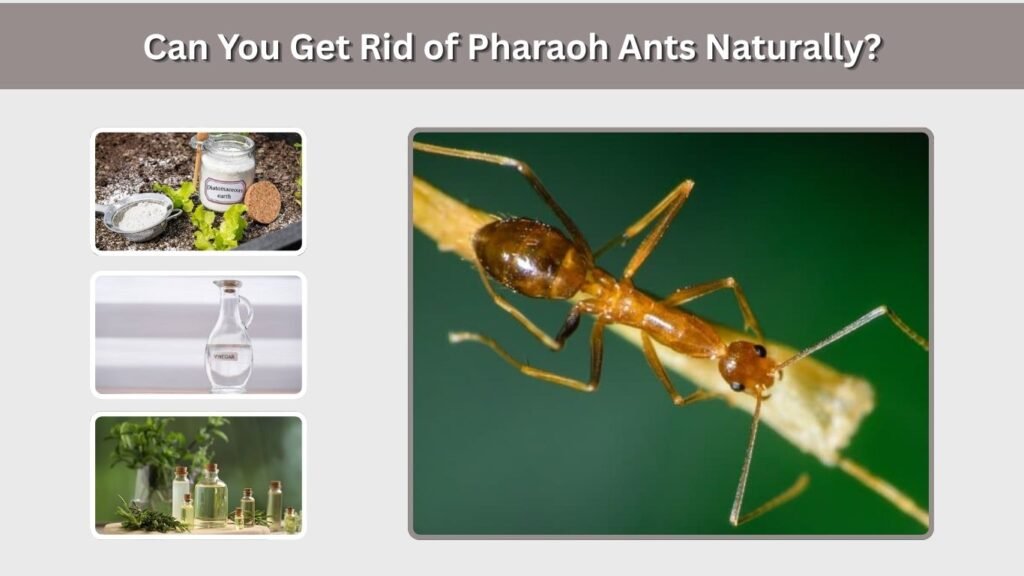 Can You Get Rid of Pharaoh Ants Naturally?