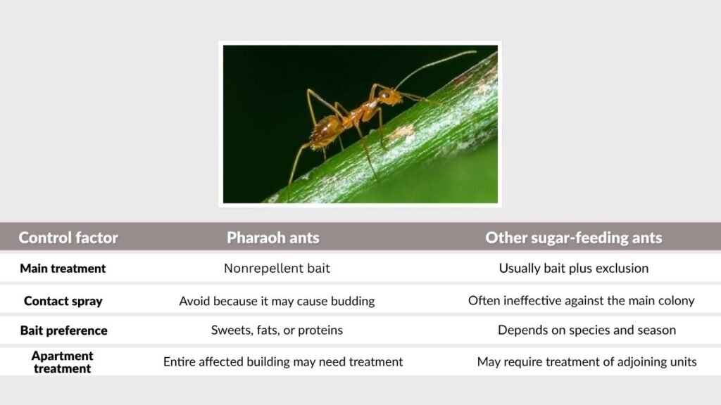 Which Ant Is More Difficult to Control?