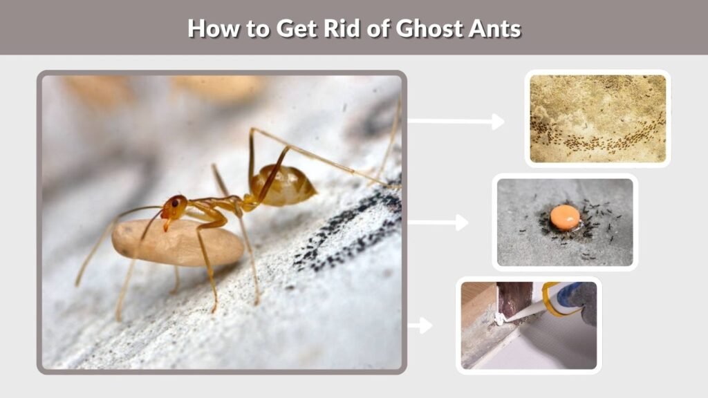 How to Get Rid of Ghost Ants
