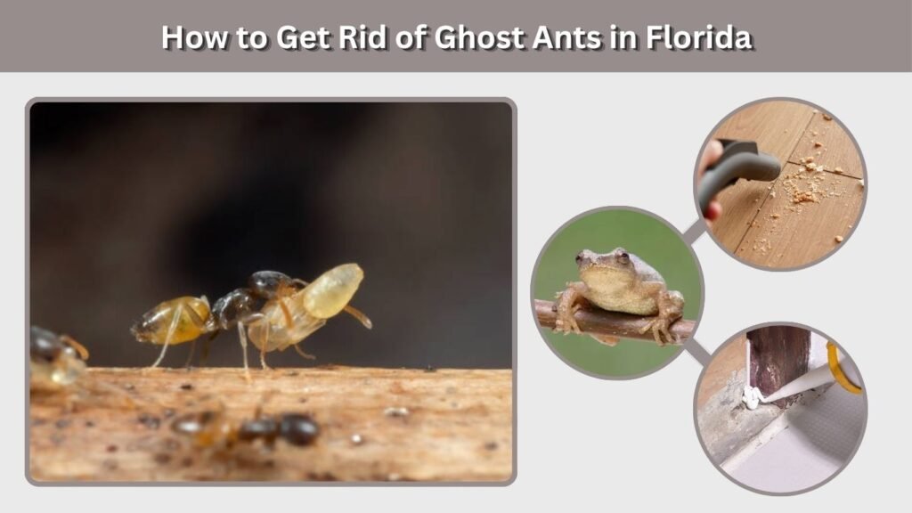 How to Get Rid of Ghost Ants in Florida