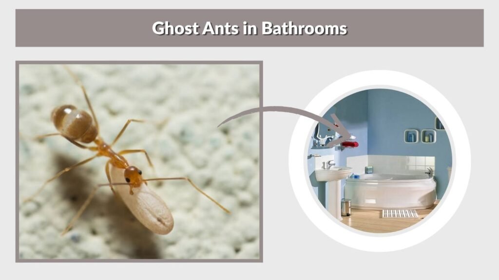 Ghost Ants in Bathrooms