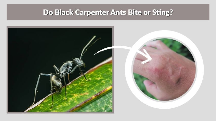 Do Black Carpenter Ants Bite or Sting?