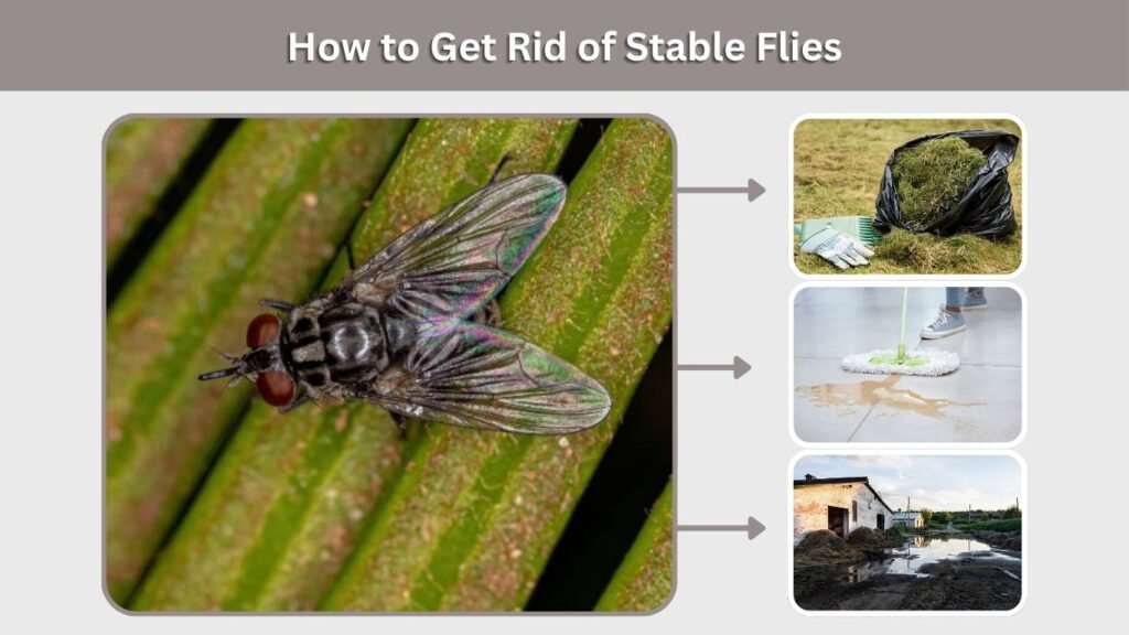 How to Get Rid of Stable Flies