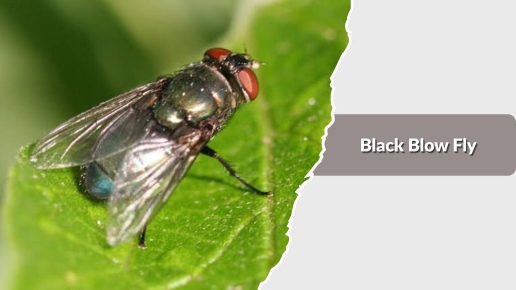 Black Blow Fly
