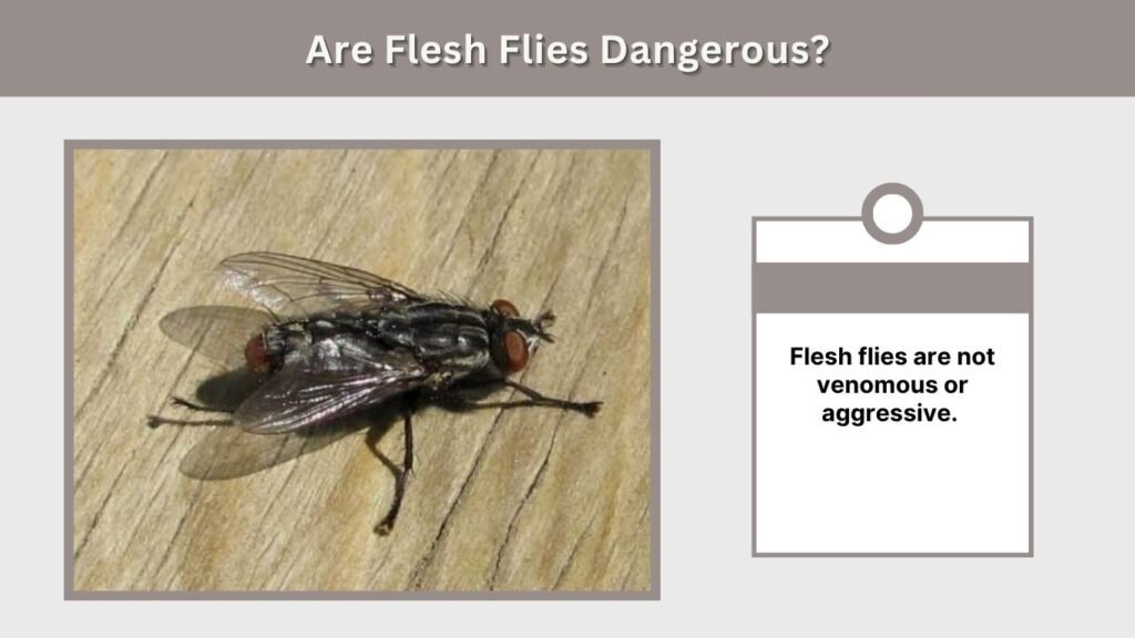 Are Flesh Flies Dangerous?