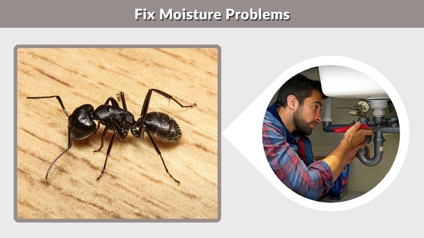 Fix Moisture Problems
