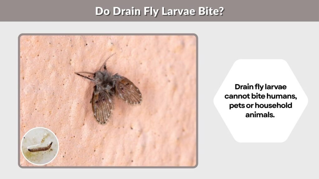 Do Drain Fly Larvae Bite?