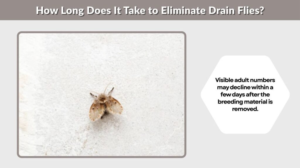 How Long Does It Take to Eliminate Drain Flies?