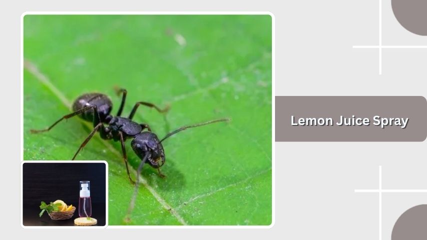 Lemon Juice Spray